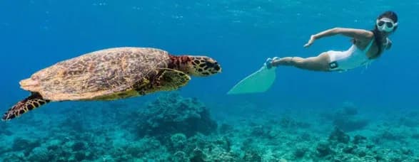 Free Diving