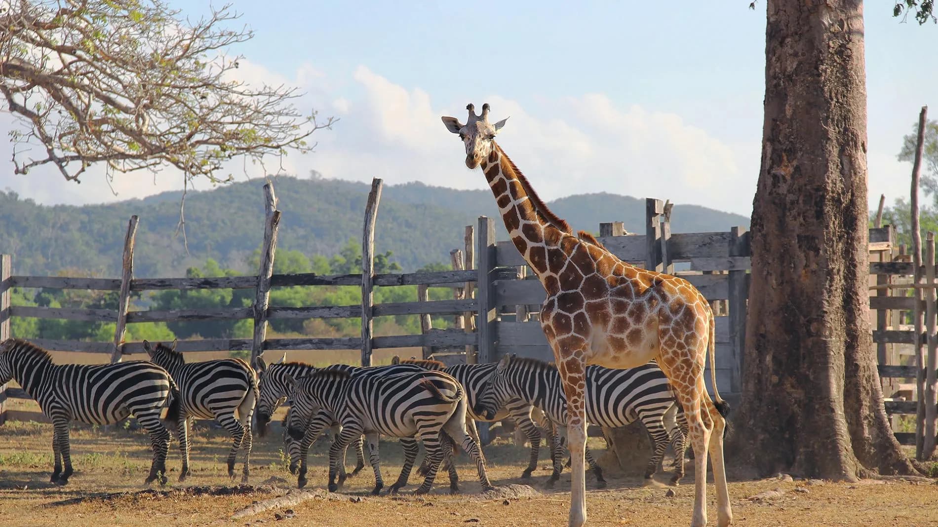 Calauit Safari Tour (Joiners)
