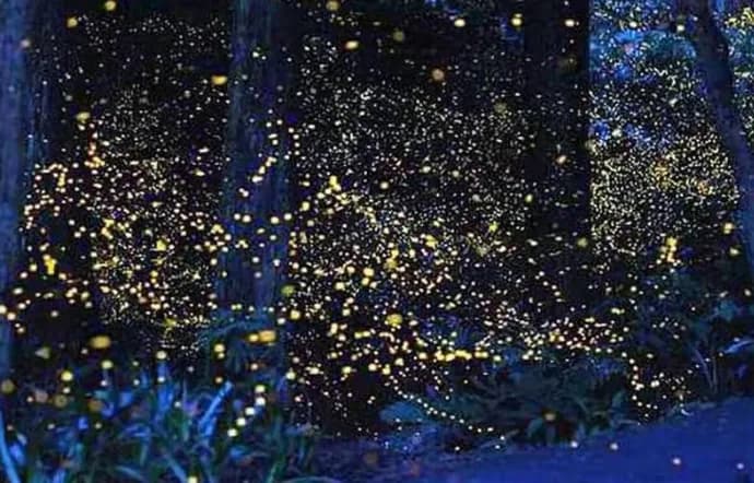 Firefly Watching With Dinner — photo 3