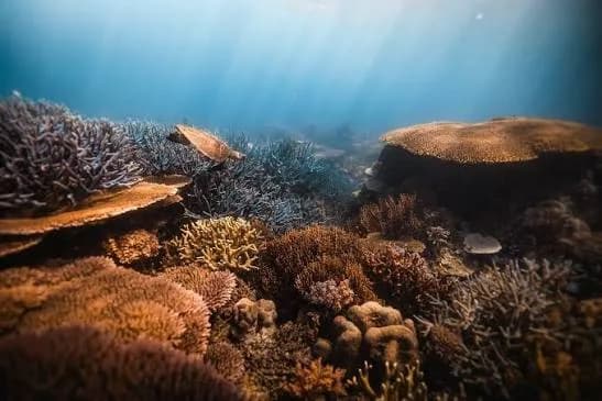 Coron Reef and Wrecks (Joiners) — photo 2