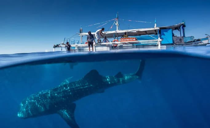 Whaleshark Watching With Lunch