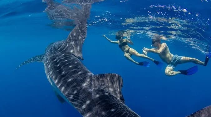 Whaleshark Watching With Lunch — photo 1