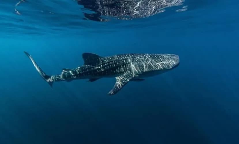 Whaleshark Watching With Lunch — photo 2
