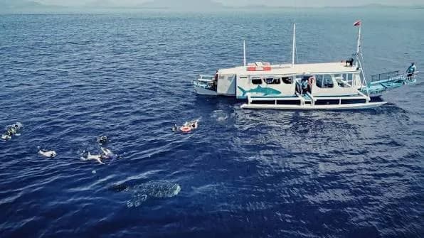 Whaleshark Watching With Lunch — photo 3